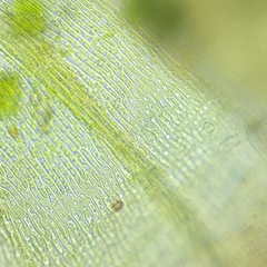 Hygrohypnella ochracea