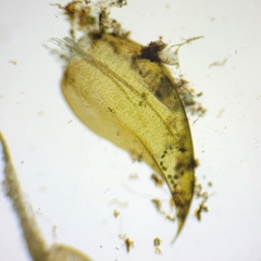 Hygrohypnella ochracea