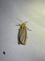 Hypoprepia cadaverosa