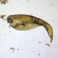 Hygrohypnella ochracea