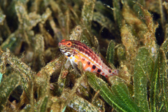 Serranus baldwini