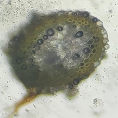 Hygrohypnella ochracea