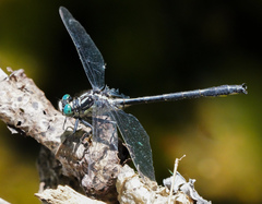 Stenogomphurus rogersi