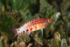 Serranus baldwini