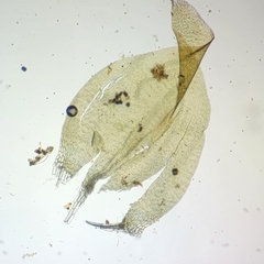 Hygrohypnella ochracea