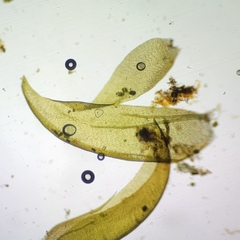 Hygrohypnella ochracea