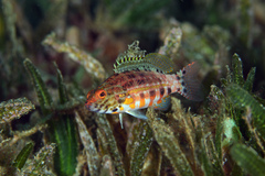 Serranus baldwini