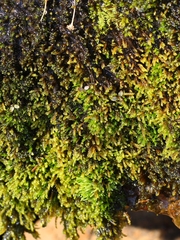 Hygrohypnella ochracea