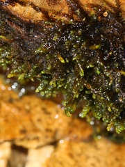 Hygrohypnella ochracea