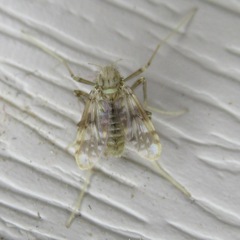 Psectrotanypus dyari