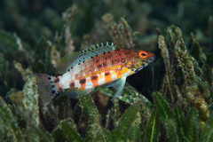 Serranus baldwini