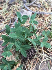 Trifolium brandegeei