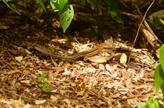 Aspidoscelis guttatus