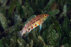 Serranus baldwini