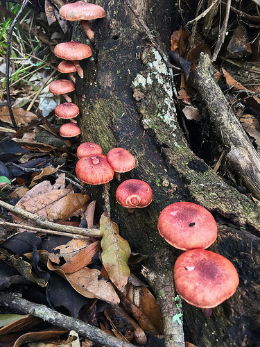 Gymnopilus subpurpuratus