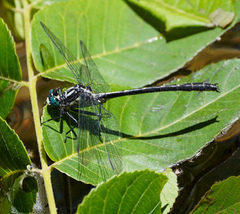Stenogomphurus rogersi
