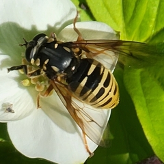 Temnostoma excentrica