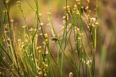 Baccharis spartioides