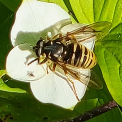 Temnostoma excentrica
