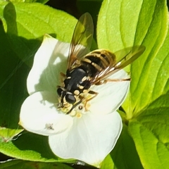 Temnostoma excentrica
