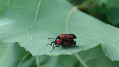 Rhodobaenus tredecimpunctatus