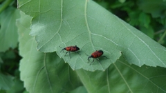 Rhodobaenus tredecimpunctatus
