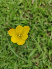 Zephyranthes citrina