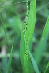 Dichanthelium xanthophysum