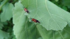 Rhodobaenus tredecimpunctatus