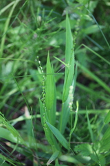 Dichanthelium xanthophysum