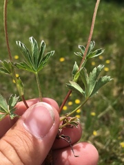 Potentilla gracilis fastigiata