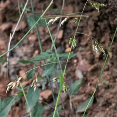 Anthoxanthum rariflorum