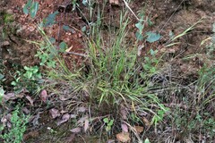 Anthoxanthum rariflorum