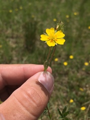 Potentilla gracilis fastigiata