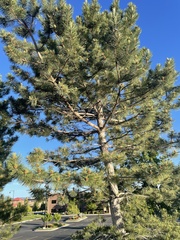 Pinus