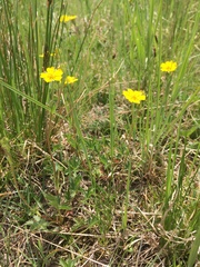 Potentilla gracilis fastigiata