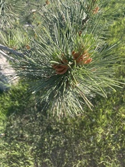 Pinus
