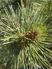 Pinus