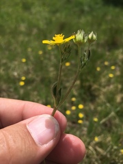 Potentilla gracilis fastigiata