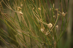 Baccharis spartioides