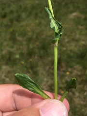 Packera dimorphophylla