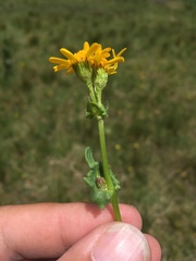 Packera dimorphophylla