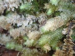 Schistochila nobilis