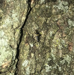 Trypherus frisoni