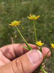 Ranunculus alismifolius