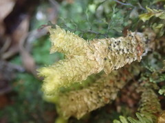 Schistochila nobilis