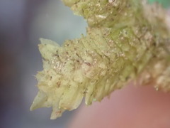 Schistochila nobilis