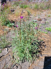 Clarkia lassenensis
