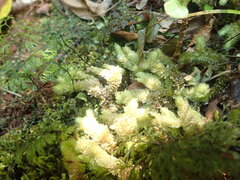 Schistochila nobilis