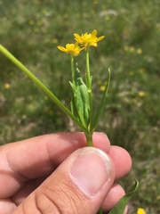 Ranunculus alismifolius